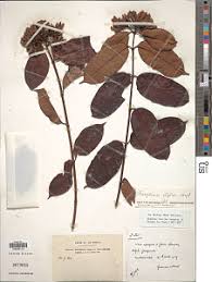 Image result for Isonema infundibuliflorum