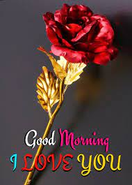 Check spelling or type a new query. Good Morning Flower Good Morning Flowers Good Morning Images Flowers Good Morning Flowers Pictures