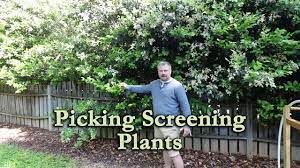 There is a long list of plants that can be utilized for screening purposes. How To Use A Mix Of Screening Plants To Make Your Neighbor Go Away Privacy Screen Youtube