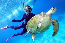 Great barrier reef, cairns, qld. Ganztagige Schnorcheltour Im Great Barrier Reef Ab Cairns 2021 Cairns Tropical North Tiefpreisgarantie