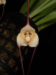 Dracula papillosa | Orchids Wiki | Fandom