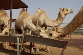 She can then head back into the barn to eat on average, a cow can produce anywhere between 25 and 40 litres of milk per day. Video Camels Provide Beauty Milk And Alternative Fuel For Cement Production The American Ceramic Society