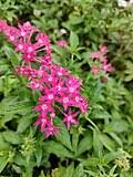 Image result for Pentas schumanniana