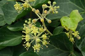 Image result for Hedera
