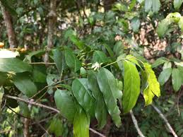 Image result for Aidia micrantha