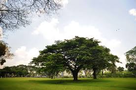 Check spelling or type a new query. Get To Know These 9 Well Known Heritage Trees Environment News Top Stories The Straits Times