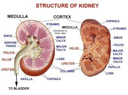 Image Picture For Term Side Of Card Kidney Health Nursing Notes Physiology