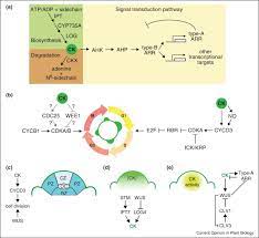 We did not find results for: Cytokinin And The Cell Cycle Sciencedirect