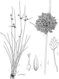 Image result for Pycreus sp.no.1