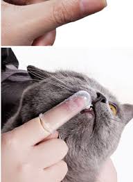 Un brossage de dents quotidien. Soignez Son Chat Lmaisonbleue Animalerie Types De Chiens Sante Animale