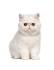 Stellarosa Exotics – Exotic Shorthair, Exotic Shorthair ...