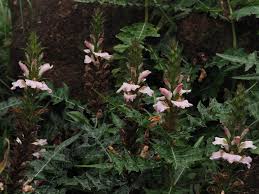 Image result for Acanthus montanus
