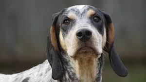Meet sugar sugar is a gorgeous purebred blue tick coonhound. Bluetick Coonhound Price Temperament Life Span