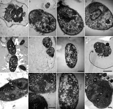 When other hosts are exposed to these strains, they are unlikely to be infected unless they are immunocompromised. The Fine Structure Of Sexual Stage Development And Sporogony Of Cryptosporidium Parvum In Cell Free Culture Parasitology Cambridge Core