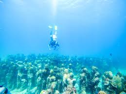 Diving The Cancun Underwater Museum Wear I Wandered