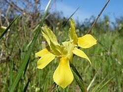 Image result for Moraea niassensis