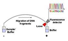 Sanger Sequencing Wikipedia