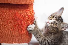 Your Cat From Scratching The Sofa