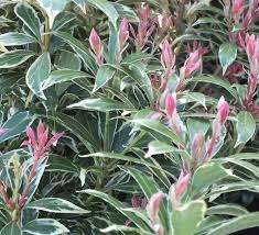 Image result for Pieris japonský obrázek