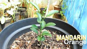 Dec 17, 2020 · germination can occur within a week, but it may take several weeks. Growing Mandarin From Seed Youtube