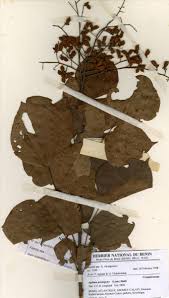 Image result for Agelaea pentagyna