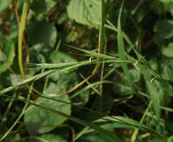 Image result for Enteropogon monostachyos