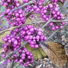 Image result for Callicarpa