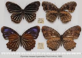 Image result for Nesaea