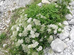 Image result for Pimpinella alismatifolia