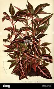 Image result for Iresine lindenii