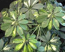Piante da interno con foglia palmata / atlante di botanica morfologia della foglia. Schefflera Apiaceae Come Curare Coltivare E Far Fiorire Le Piante Di Schefflera