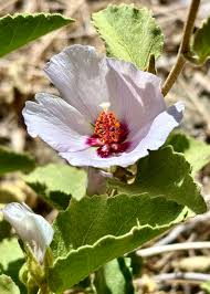 Image result for Hibiscus aethiopicus