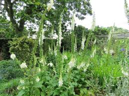 Image result for Digitalis purpurea alba/ red spots