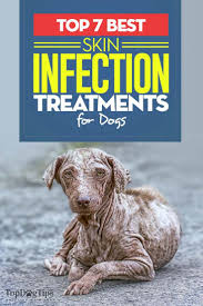 7 Best Otc Skin Infection Treatments For Dogs Dog Skin Infection Dog Allergies Dog Skin