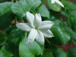 Image result for Jasminum sambac