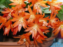 They have not been repotted for years, so these babies are even below the pot levels, on the inside of the rim. Easter Cactus Care At Home Easter Cactus Why Does Ripsalidopsis Not Bloom And What Care Does It Require Common Types Of Floriculture