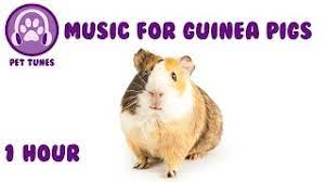 Music For Guinea Pigs Relaxing Music For Guinea Pigs Youtube