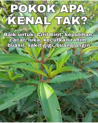 Maybe you would like to learn more about one of these? Kebun Sayur Bunga Dan Buah Buahan Khasiat Tumbuhan Ini Facebook