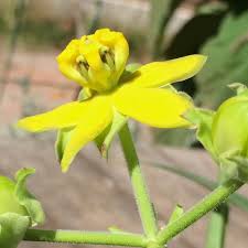 Image result for Stathmostelma fornicatum