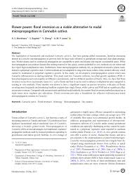 Maybe you would like to learn more about one of these? Pdf Flower Power Floral Reversion As A Viable Alternative To Nodal Micropropagation In Cannabis Sativa