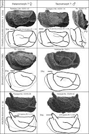 Image result for Heteromorpha sp. agg.