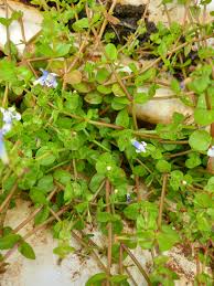 Image result for Lindernia monroi