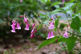 Image result for Strobilanthes hamiltoniana