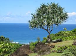 Image result for Pandanus sp. A