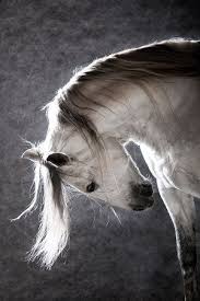 Hayalet Adli Kullanicinin Horse Panosundaki Pin Hayvanlar Atlar Hayvan