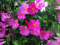 Mandevilla is a genus of about 200 species of climbing perennials in the family apocynaceae, mostly native to south america. Colorful Mandevillas Look Great In Pots But You Need To Bring Them Inside For The Winter The Seattle Times