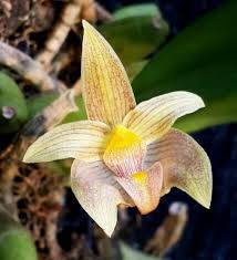 Image result for Bulbophyllum josephi