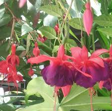 Floristeria Laly