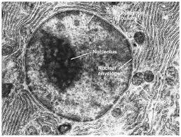 The human egg cell, for example, is visible to the. Watu Gwo Blog Animal Cell Light Microscope