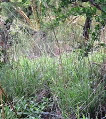 Image result for Eustachys paspaloides